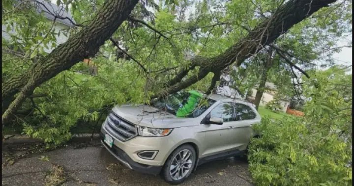 Thousands without power in southern Manitoba after storm causes ‘chaos’ – Winnipeg Thousands without power in southern Manitoba after storm causes ‘chaos’ - Winnipeg