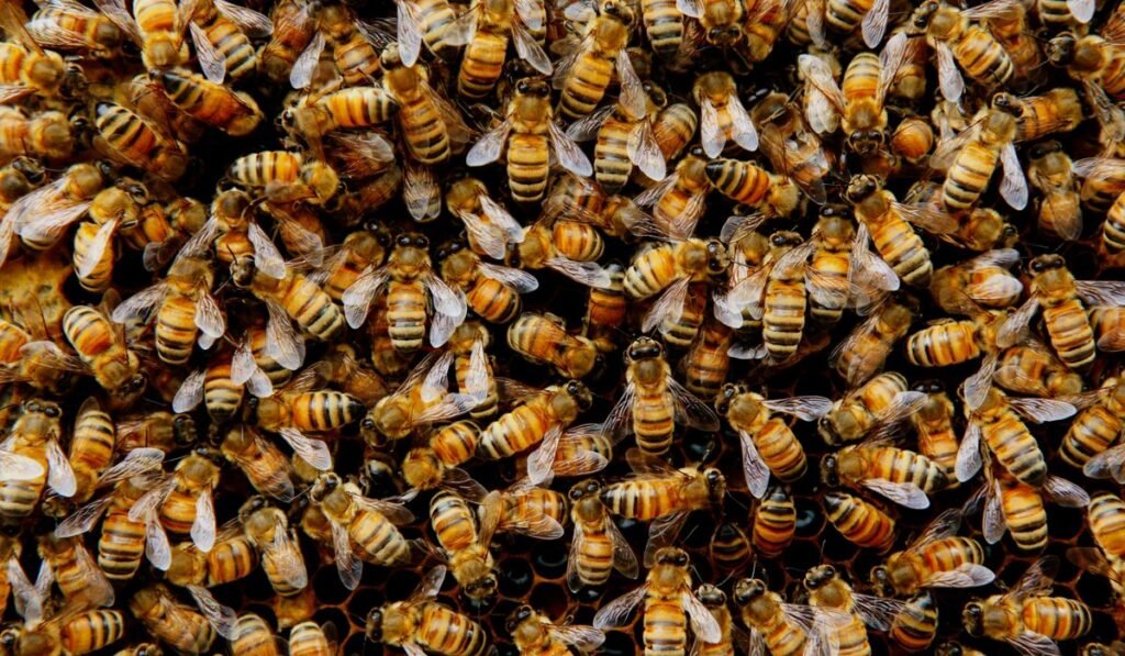 Truck full of bees overturns on Montana highway near Yellowstone Truck full of bees overturns on Montana highway near Yellowstone