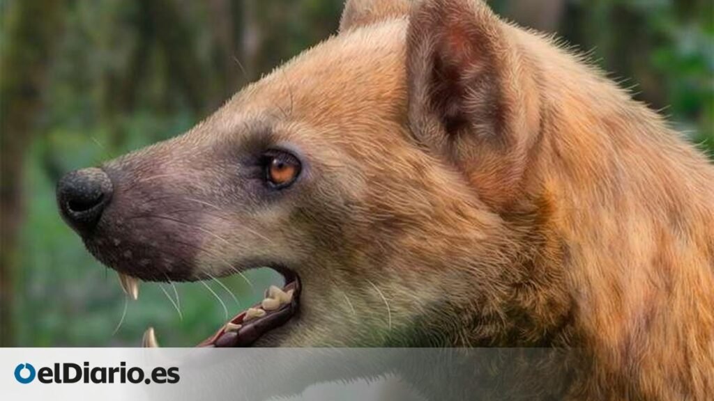 Un nuevo 'perro-oso' muestra cómo eran los grandes carnívoros de Barcelona hace 15,9 millones de años