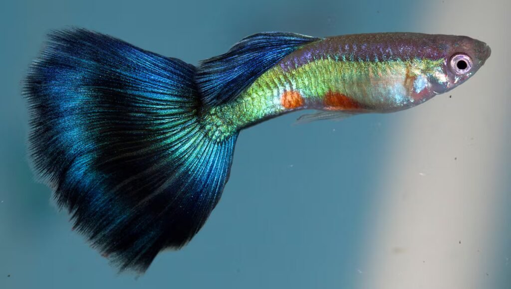 Unusual creatures are more appealing: What guppies teach us about evolution | Science Unusual creatures are more appealing: What guppies teach us about evolution | Science