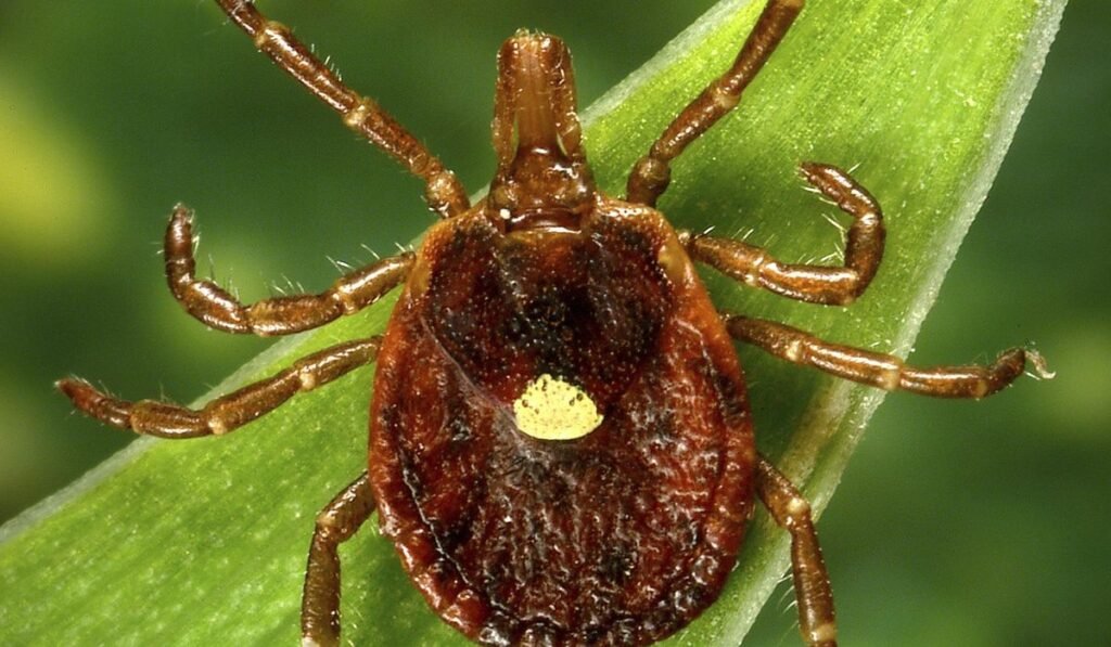 What to know about alpha-gal syndrome, the life-threatening meat allergy caused by tick bites What to know about alpha-gal syndrome, the life-threatening meat allergy caused by tick bites