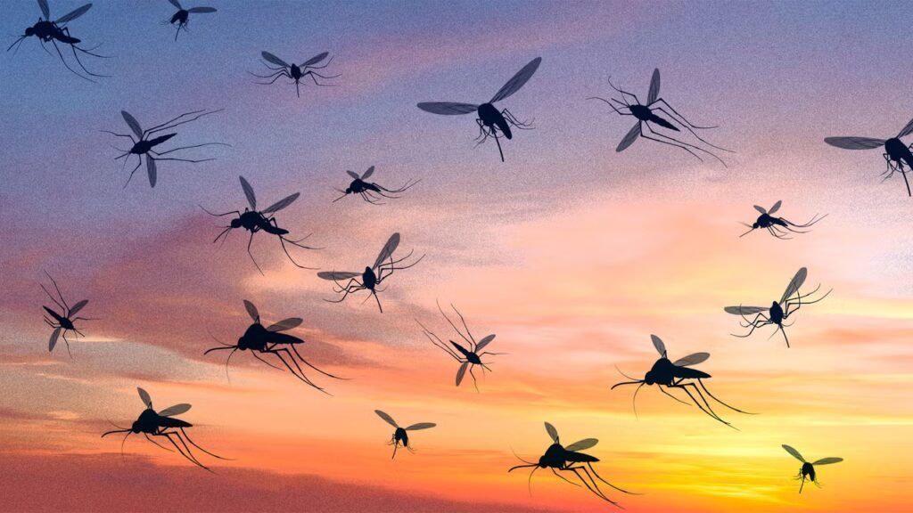 Why Google wants to release 32 million mosquitoes in California and Florida Why Google wants to release 32 million mosquitoes in California and Florida