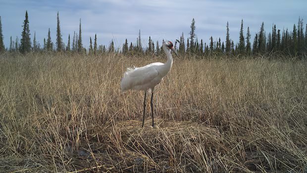 Wildfire near endangered whooping crane nests sparks scientific opportunity Wildfire near endangered whooping crane nests sparks scientific opportunity