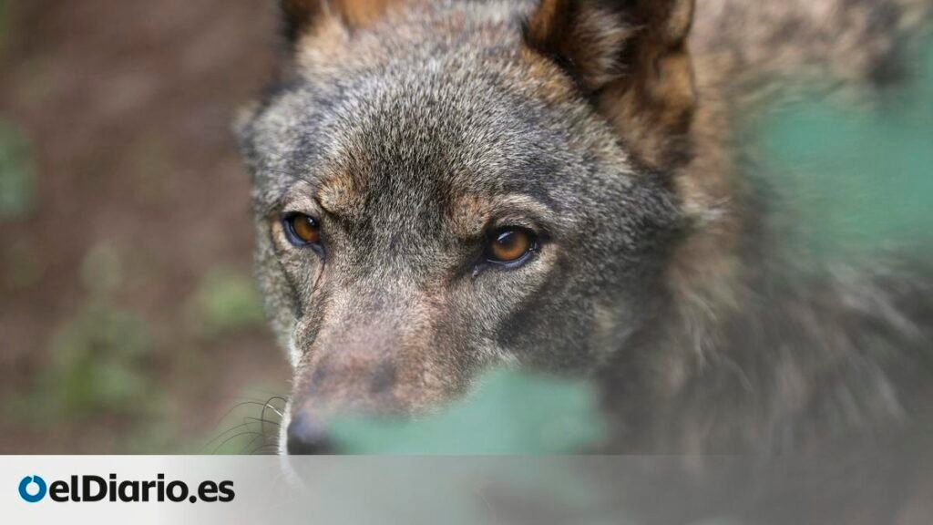 algunos soñadores lúcidos aseguran haber vivido como lobos