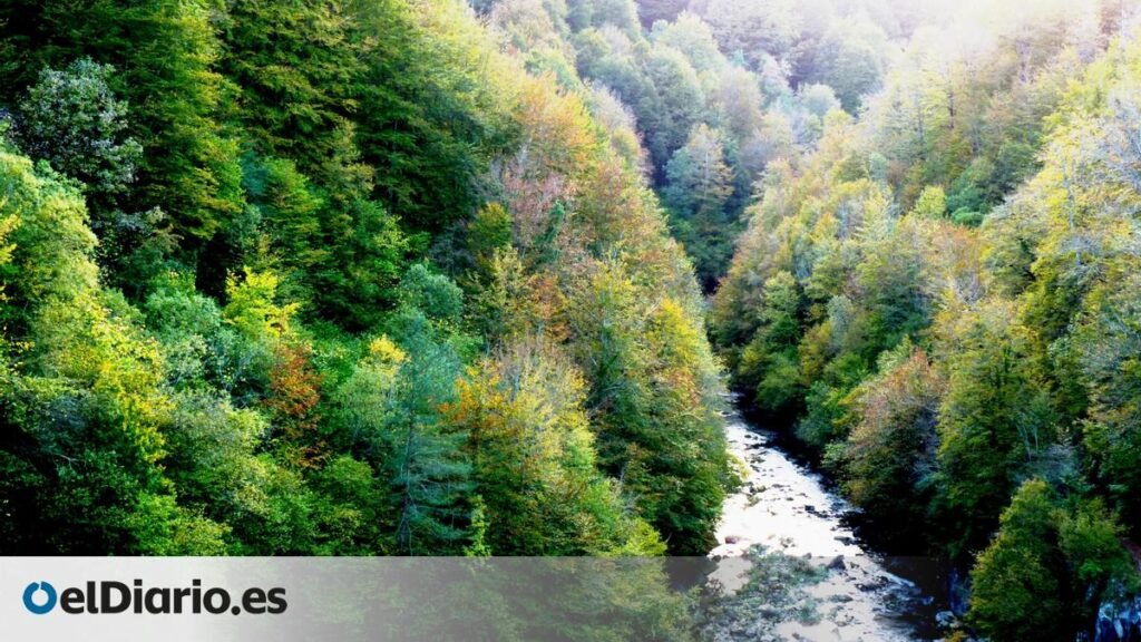 más de 17.000 hectáreas de hayas y abetos en la Selva de Irati