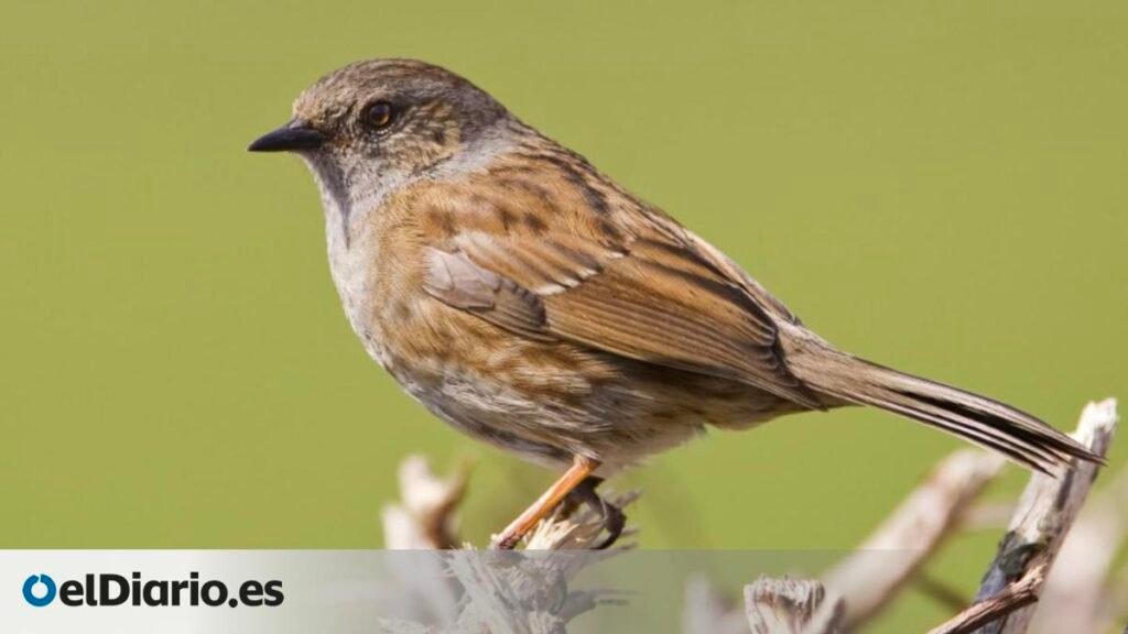 ¿Por qué estas aves gritan tanto durante el sexo? La respuesta podría cambiar lo que se sabe sobre los roles de género
