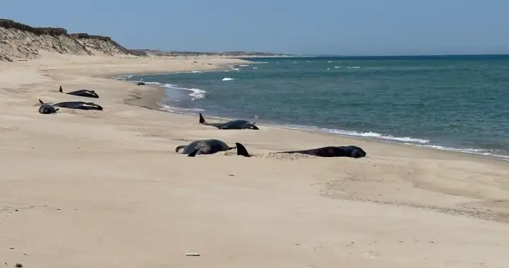 16 pilot whales die after stranding on Nova Scotia’s remote Sable Island – Halifax 16 pilot whales die after stranding on Nova Scotia’s remote Sable Island - Halifax