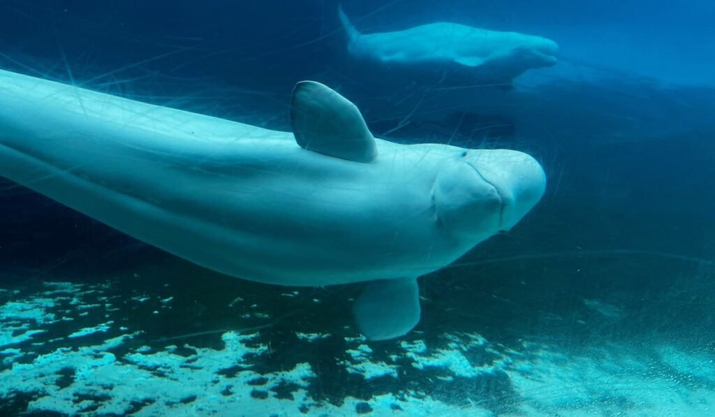 28 beluga whales relocating to U.S. aquariums from shuttered Canadian theme park