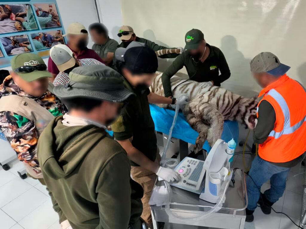 A Bengal tiger on the loose: the failed rescue of Kenzo in Mexico | International A Bengal tiger on the loose: the failed rescue of Kenzo in Mexico | International