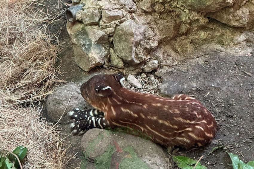 A Chiapas zoo welcomes a newborn tapir, an endangered mammal A Chiapas zoo welcomes a newborn tapir, an endangered mammal