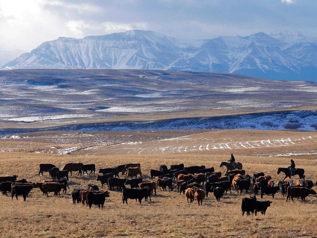 Alberta ranches may count for land-conservation targets, federal minister signals amid impasse with province