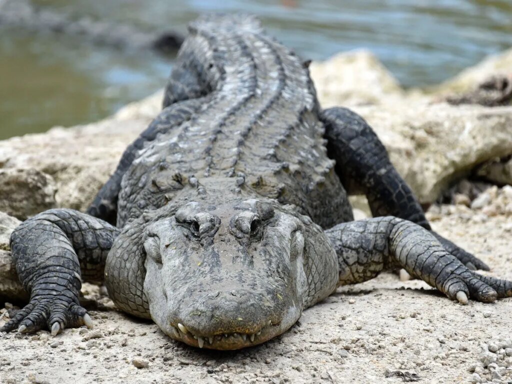 Alligator chews off woman's arms in front of her boyfriend: 'Both her arms are off, like, basically' Alligator chews off woman's arms in front of her boyfriend: 'Both her arms are off, like, basically'