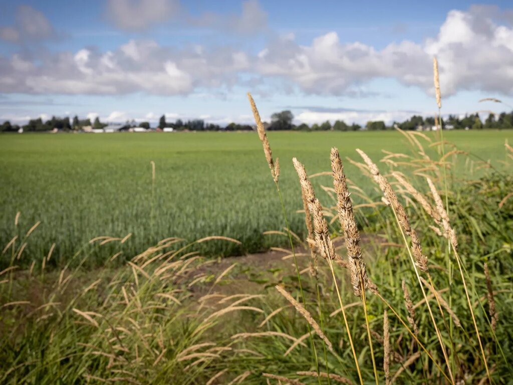 BC Conservatives criticize southern route for planned Alberta pipeline