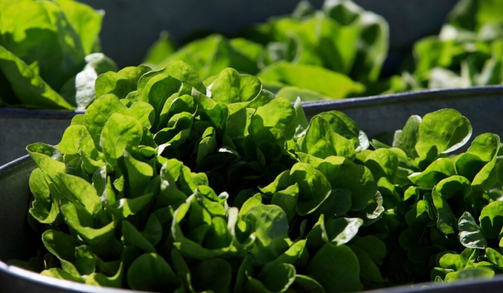 Between prices and a diarrhea-causing parasite, lettuce is causing hard times at some restaurants Between prices and a diarrhea-causing parasite, lettuce is causing hard times at some restaurants