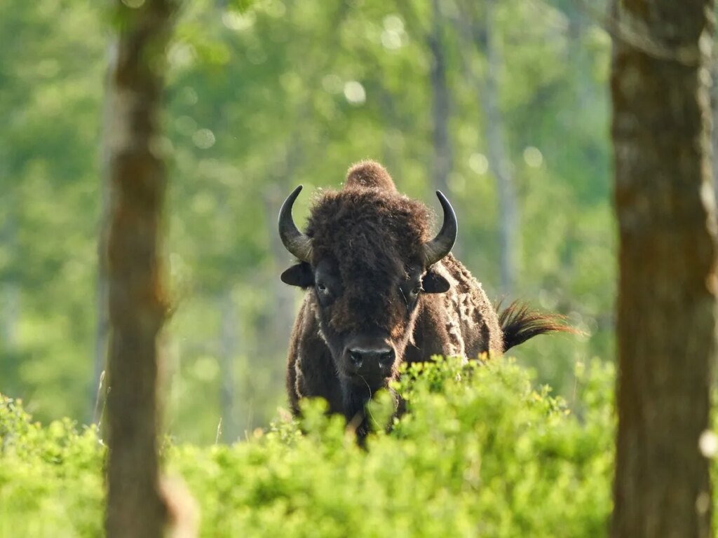 Bison throws fleeing grandfather eight feet into the air at Yellowstone
