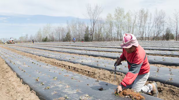 Canada’s temporary migrant workers deskilled, living in precarity, study says Canada's temporary migrant workers deskilled, living in precarity, study says