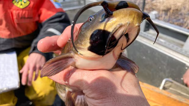 Catfish in Quebec catch cancer from each other, study finds Catfish in Quebec catch cancer from each other, study finds