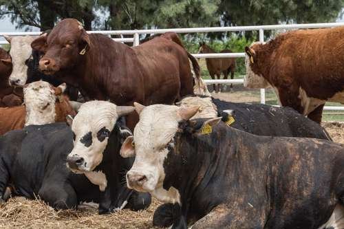 Cierre fronterizo con EU costó hasta 3 mil mdd a ganadería Cierre fronterizo con EU costó hasta 3 mil mdd a ganadería