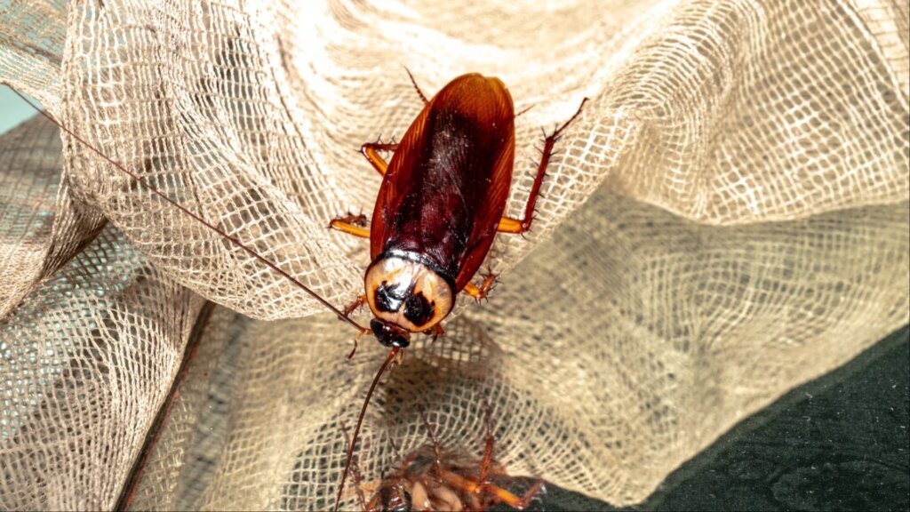 Cockroach Lands On Reporter During Live Broadcast (VIDEO)