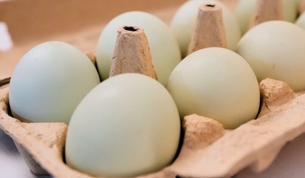 DOJ sues egg giants for allegedly rigging prices DOJ sues egg giants for allegedly rigging prices
