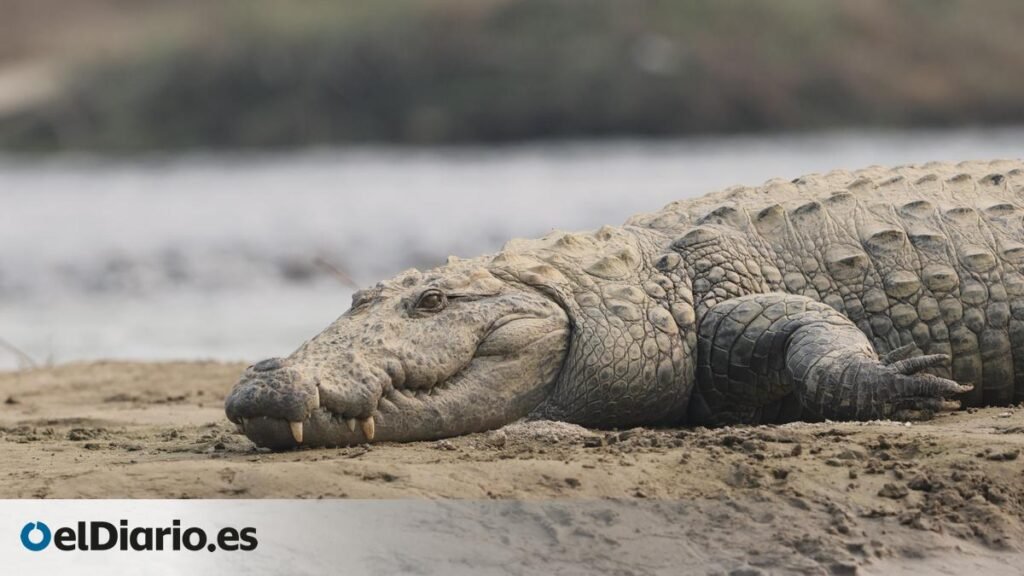 El parque nacional de este país asiático en el que ver cocodrilos, tigres, rinocerontes y hasta 500 especies de aves El parque nacional de este país asiático en el que ver cocodrilos, tigres, rinocerontes y hasta 500 especies de aves