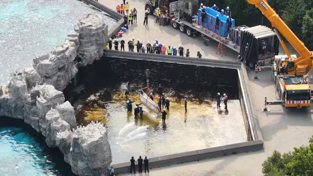 ‘Emergency rescue’ of Marineland’s beluga whales to U.S. aquariums has begun 'Emergency rescue' of Marineland's beluga whales to U.S. aquariums has begun