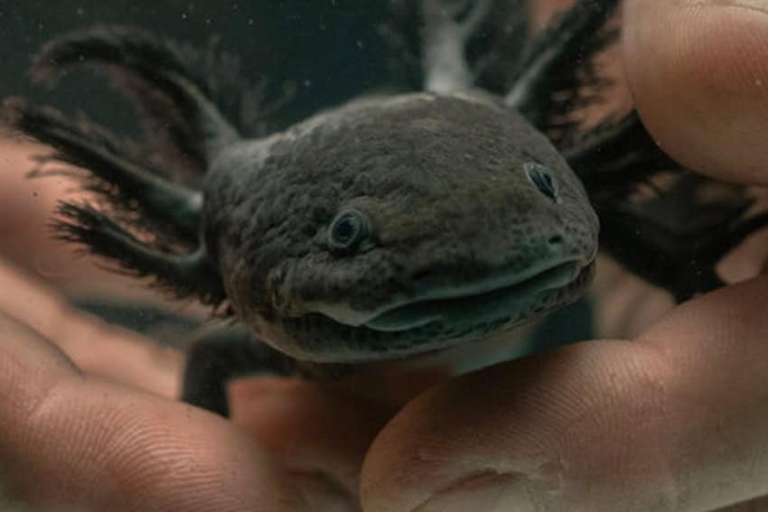 Endangered Axolotl and Its Habitat Crisis Endangered Axolotl and Its Habitat Crisis