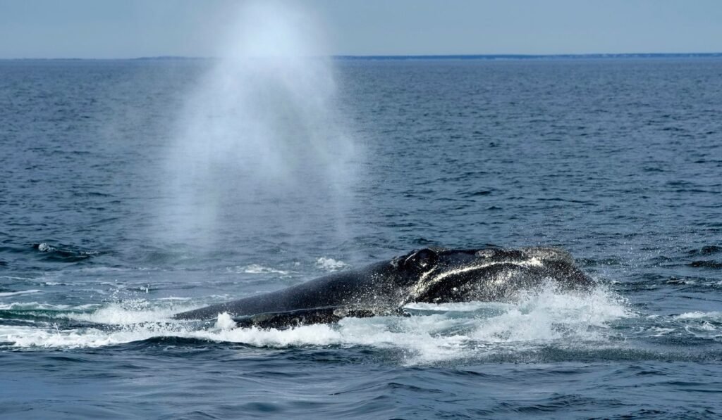 Endangered right whales could wait almost a decade for new U.S. protections