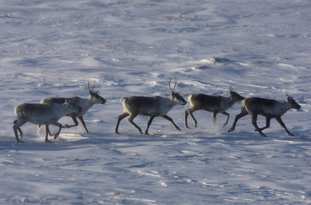 Environmentalists have mixed reactions to Quebec-Ottawa caribou funding deal