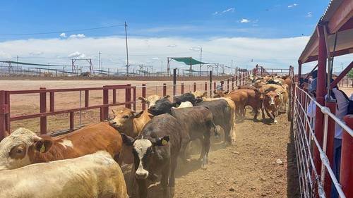 Exportación de carne creció 36% entre enero y mayo de 2026 Exportación de carne creció 36% entre enero y mayo de 2026