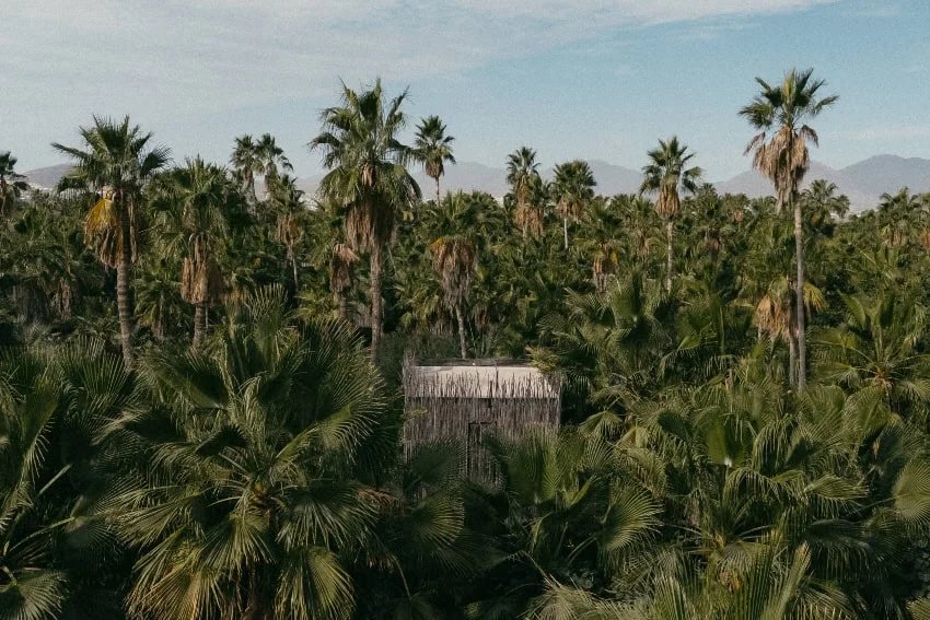 Farm-to-Table Food in Los Cabos at Acre Farm-to-Table Food in Los Cabos at Acre