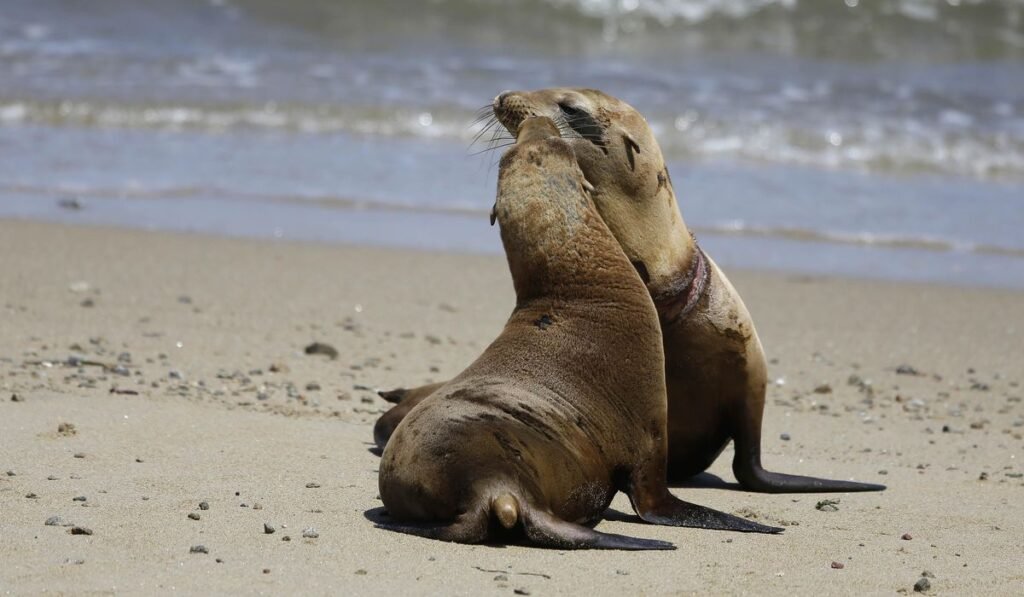 Federal officials investigate after a video appears to show a person kicking a California sea lion Federal officials investigate after a video appears to show a person kicking a California sea lion
