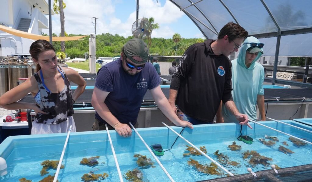 Florida researchers bring endangered elkhorn coral ashore to protect them