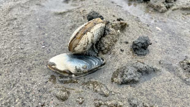 Food inspection agency warns of paralytic toxin in shellfish in Quebec’s North Shore Food inspection agency warns of paralytic toxin in shellfish in Quebec's North Shore