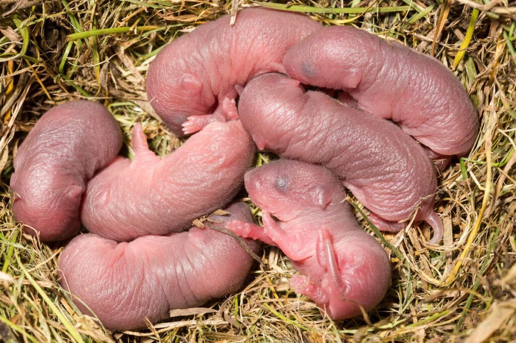 From Darwin to prairie voles: the paradox of attraction between cousins | Science From Darwin to prairie voles: the paradox of attraction between cousins | Science