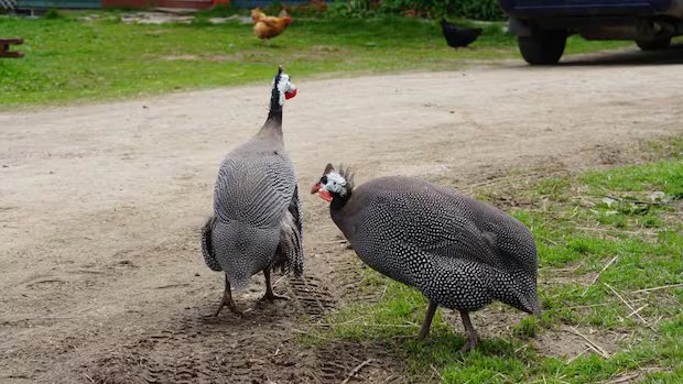 Guinea fowl sales spike in N.S. as homeowners look for natural tick control Guinea fowl sales spike in N.S. as homeowners look for natural tick control