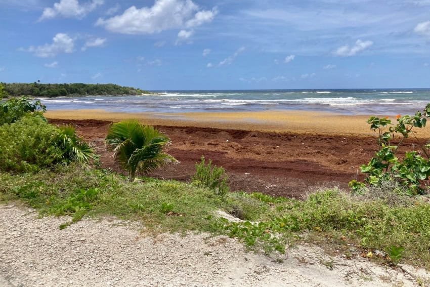 How sargassum is changing the face of paradise in Cozumel How sargassum is changing the face of paradise in Cozumel