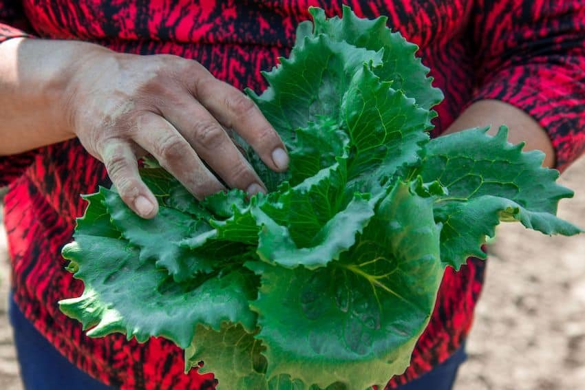 Is iceberg lettuce from Mexico safe to eat? Is iceberg lettuce from Mexico safe to eat?