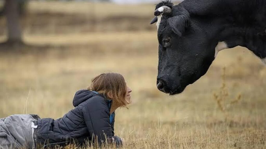 Llamamiento urgente para salvar del fuego a 200 animales explotados, salvados y ahora acosados por las llamas Llamamiento urgente para salvar del fuego a 200 animales explotados, salvados y ahora acosados por las llamas