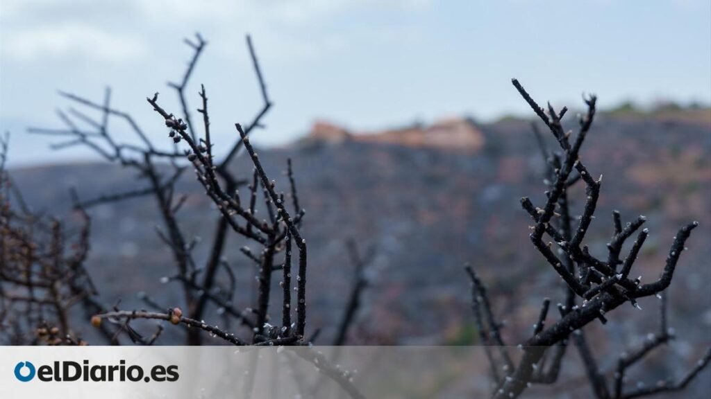 Los bomberos aprovechan la falta de viento y la humedad para frenar al fuego en Almería Los bomberos aprovechan la falta de viento y la humedad para frenar al fuego en Almería