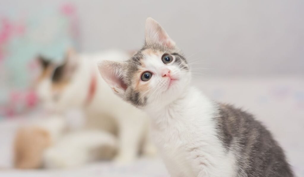 Man arrested after trying to rob bank with kitten he stole from pet store