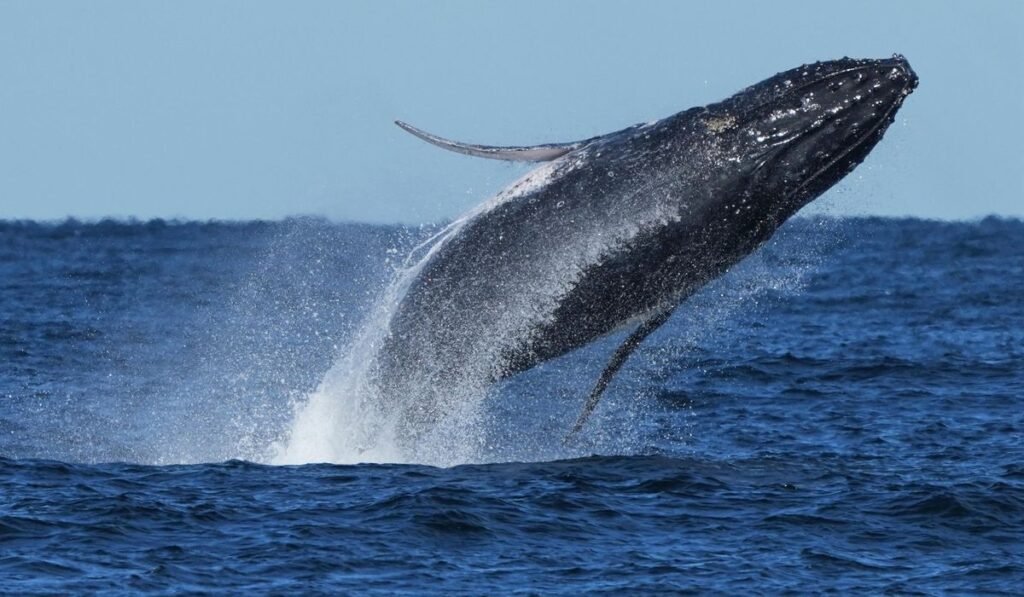 New Jersey fire department’s boat sinks after collision with whale