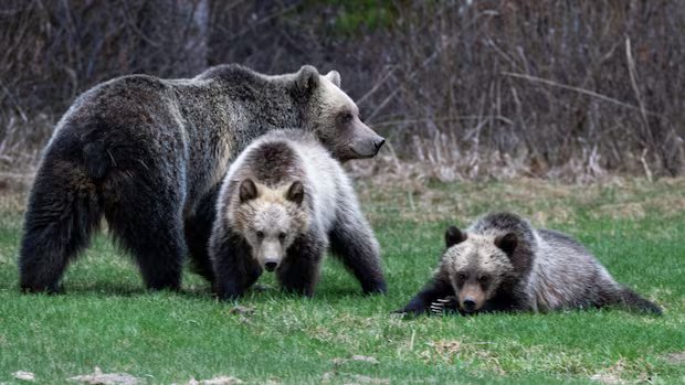 Parks Canada charges hikers after grizzly bear run-in with off-leash dog in Banff National Park Parks Canada charges hikers after grizzly bear run-in with off-leash dog in Banff National Park