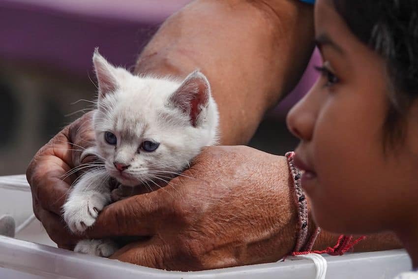 Quintana Roo moves to guarantee pet care at hurricane shelters Quintana Roo moves to guarantee pet care at hurricane shelters