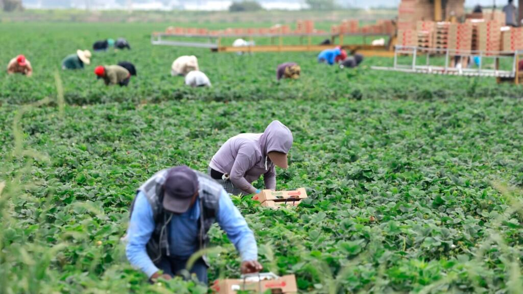 Republicans want changes to popular visa for farm laborers : NPR Republicans want changes to popular visa for farm laborers : NPR