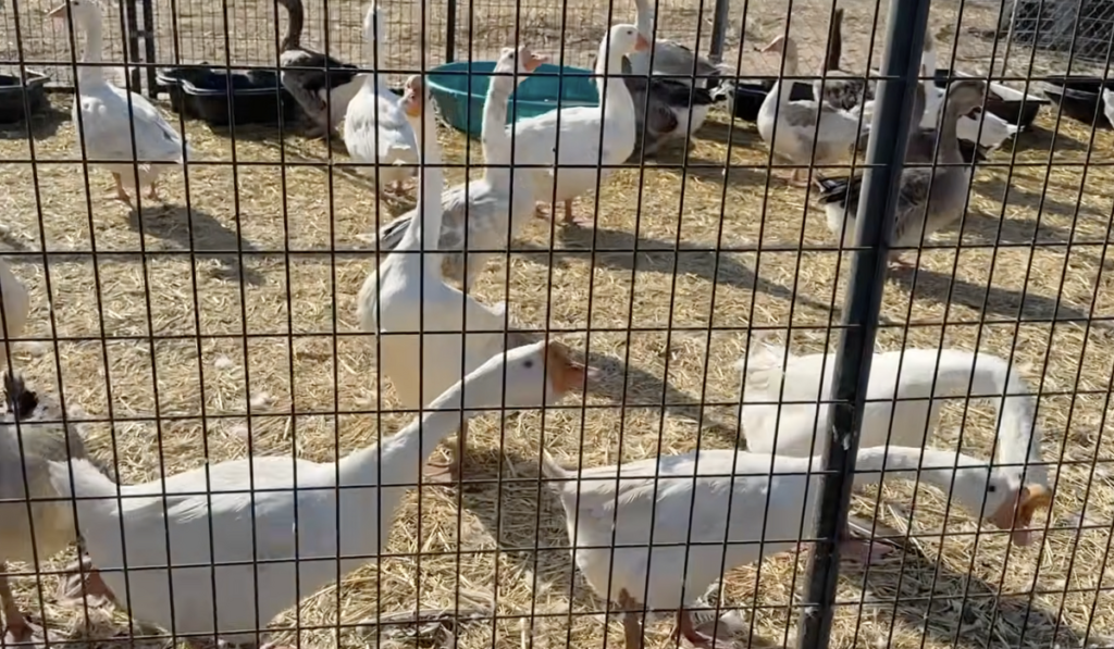 San Diego County authorities remove more than 820 birds from property after reports of improper care San Diego County authorities remove more than 820 birds from property after reports of improper care