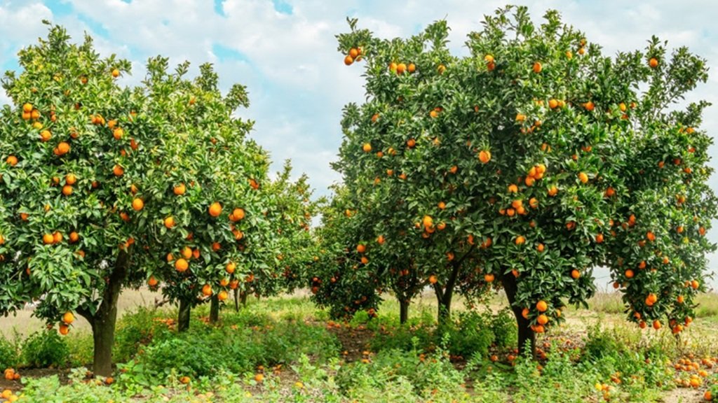 Se abre la inversión en explotaciones agrícolas profesionales a nuevos perfiles inversores Se abre la inversión en explotaciones agrícolas profesionales a nuevos perfiles inversores