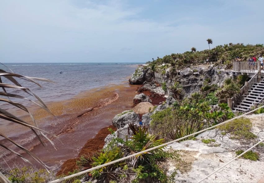 Sheinbaum vows action on Quintana Roo’s sargassum crisis Sheinbaum vows action on Quintana Roo's sargassum crisis