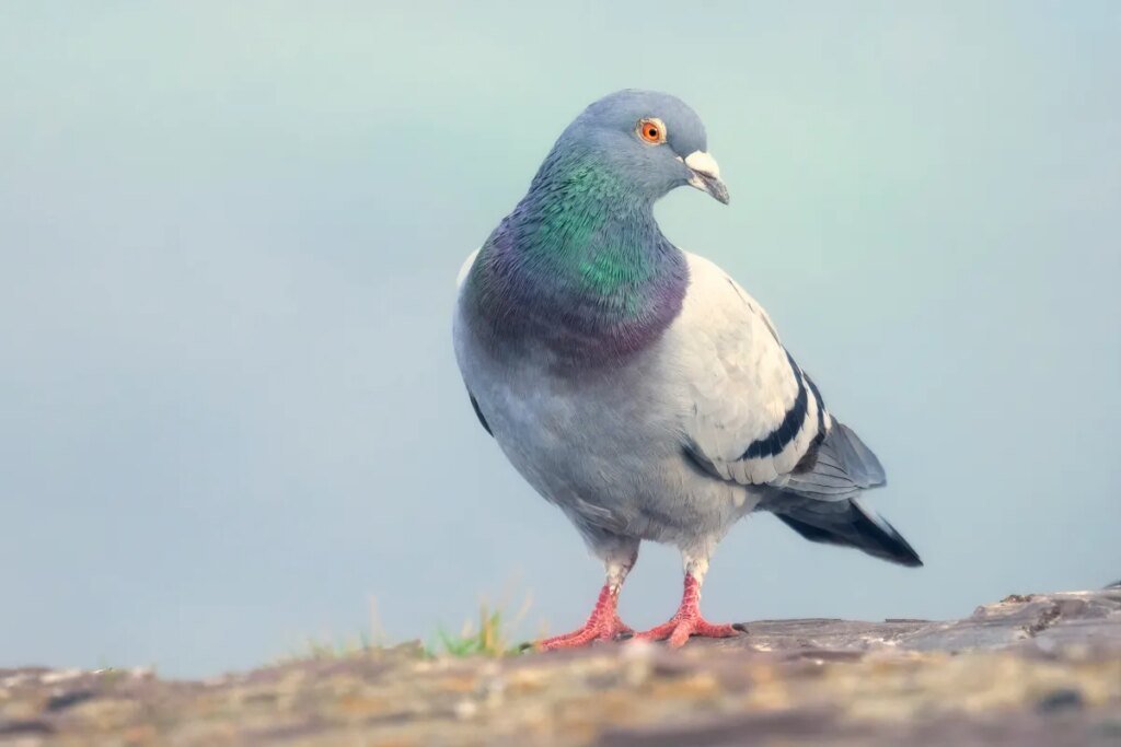 ‘Slow-cial’ app Roost forces you to slow down to the speed of a carrier pigeon 'Slow-cial' app Roost forces you to slow down to the speed of a carrier pigeon