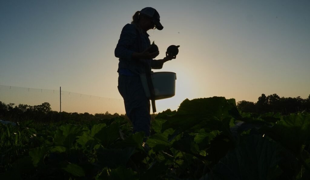 Specialty farmers adapt harvests, protect crops in face of extreme heat